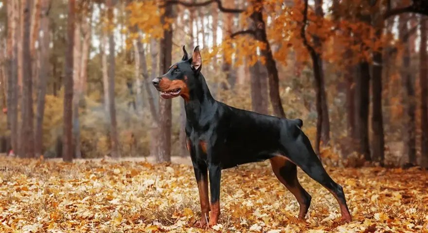 Elegancki doberman pies stoi na tle jesiennego lasu, otoczony złotymi liśćmi.