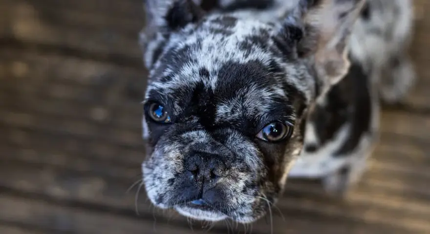 Urocze buldogi do adopcji czekają na nowy dom. Ten piesek ma piękne, łaciate futerko i błyszczące oczy.