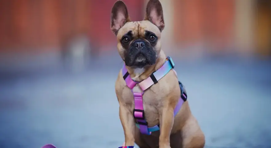 Uroczy buldog francuski w kolorowej obroży i smyczy, gotowy na spacer.