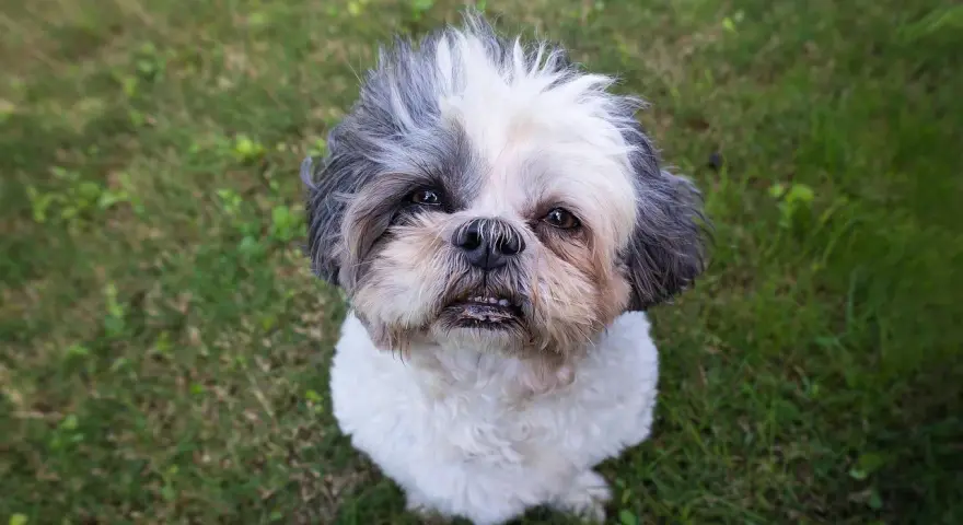 Uroczy shih tzu czeka na adopcję. Ten piesek z pewnością wniesie radość do Twojego domu.