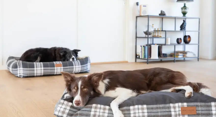 Dwa border collie odpoczywają na wygodnych legowiskach. Jedno leży na szarym legowisku w kratę, drugie na kratowanym legowisku w tle.