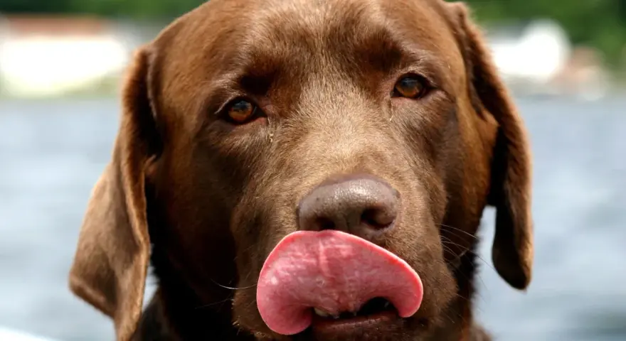 Czekoladowy labrador oblizuje pyszczek, jego język jest różowy i wilgotny. Słychać ciche piszczenie psa, gdy czeka na smakołyk.