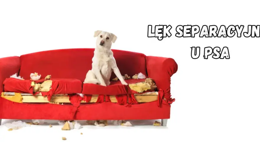 Biały pies siedzi na zniszczonej czerwonej kanapie. To obrazek ilustrujący lęk separacyjny u psa, który może prowadzić do destrukcyjnych zachowań, gdy zwierzę zostaje samo.