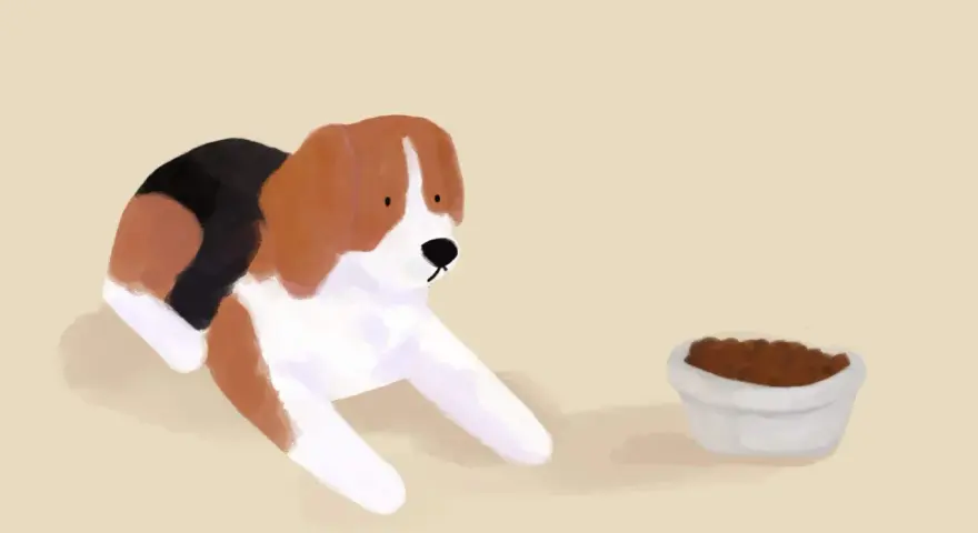 Piesek beagle leży obok miski z karmą, ale wyraźnie widać, że pies nie chce jeść suchej karmy.