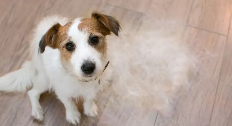 Jack Russell terrier siedzi na drewnianej podłodze, wokół niego widać sporo sierści – to znak, że trwa intensywne linienie psa.
