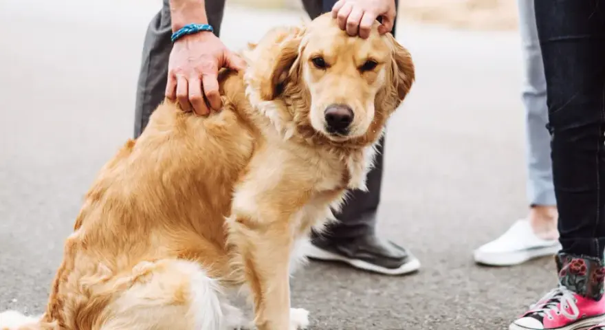 Złoty retriever siedzi na asfalcie, głaskany przez ludzi. Pies nie słucha i ucieka, gdy tylko nadarzy się okazja.
