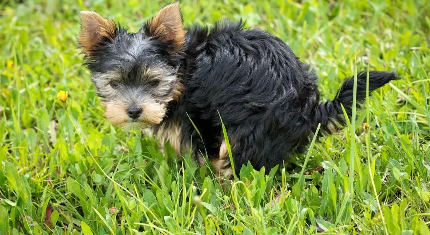 Mały, kudłaty piesek Yorkshire Terrier w trawie robi kupę.