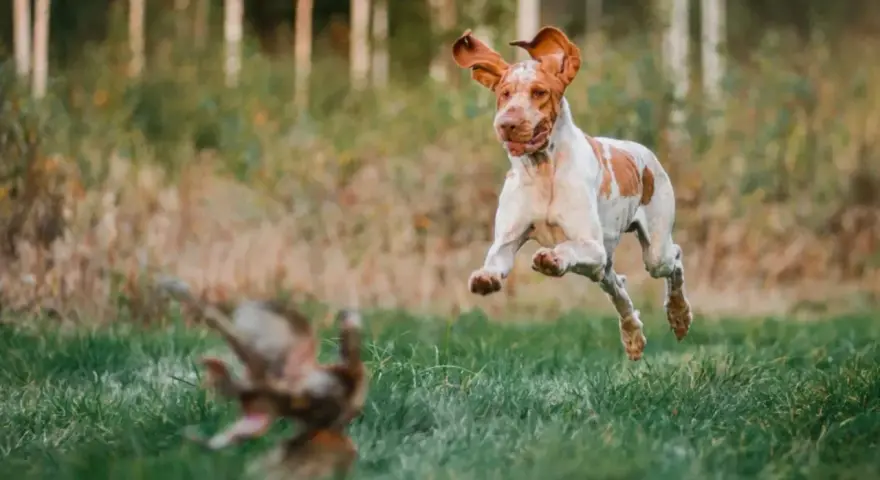 Bracco italiano w skoku, goniąc ptaka na tle leśnej polany.