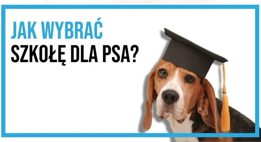 Beagle w czapce absolwenta pyta: "Jak wybrać szkołę dla psa?". Mądry piesek czeka na odpowiedzi.