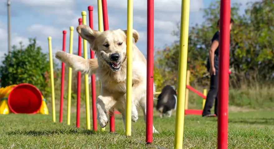 Złoty retriever z radością pokonuje tor przeszkód, demonstrując swoje umiejętności w psich sportach.