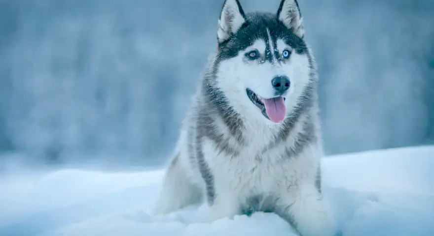 Piękny husky syberyjski z niebieskimi oczami siedzi w śniegu, dysząc z językiem na zewnątrz.