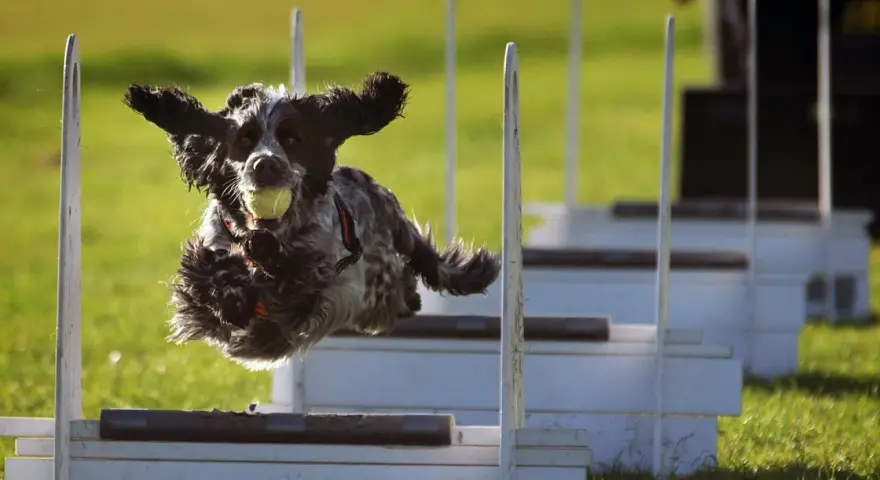 Szkolenie border collie: pies skacze przez przeszkody z piłką w pysku, uszy rozwiane na wietrze.