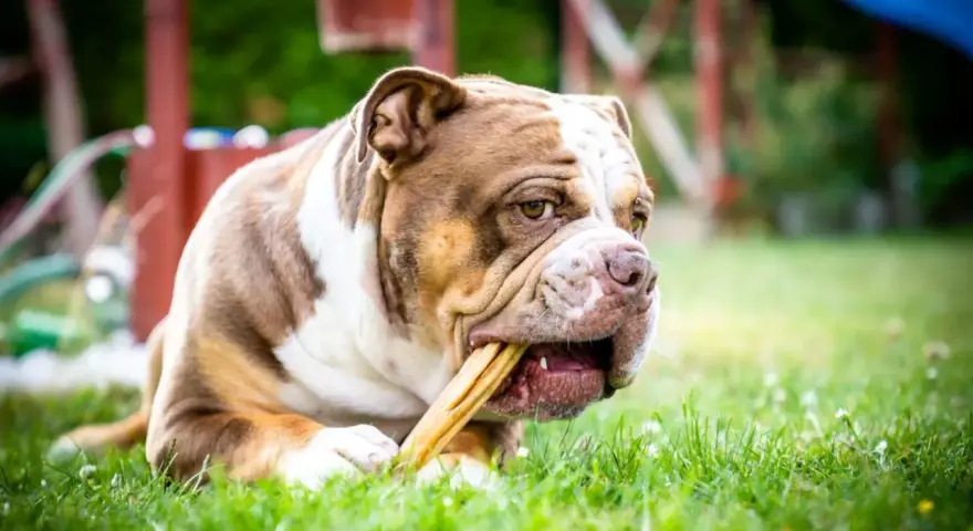 Brązowo-biały buldog staroangielski z zapałem gryzie przysmak na trawie.
