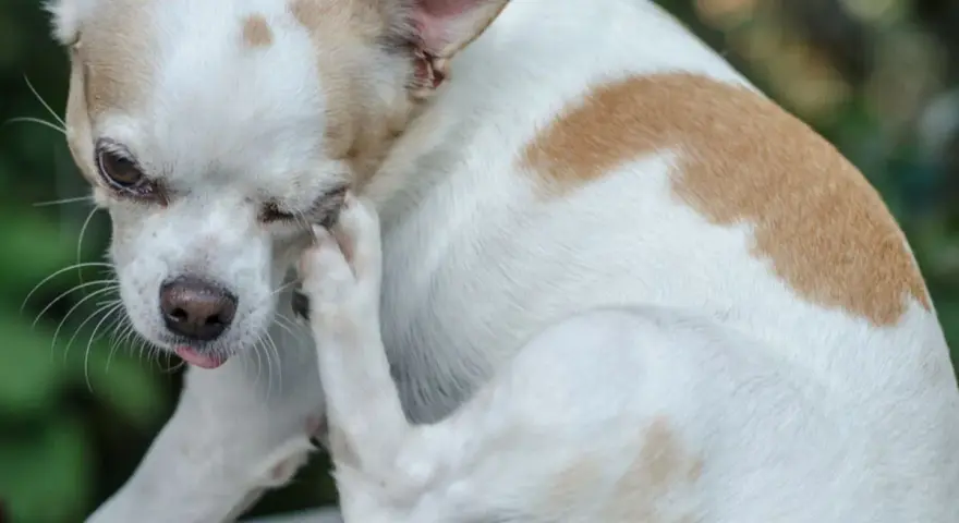 Chihuahua z ektropium u psa, która drapie się łapą po oku.