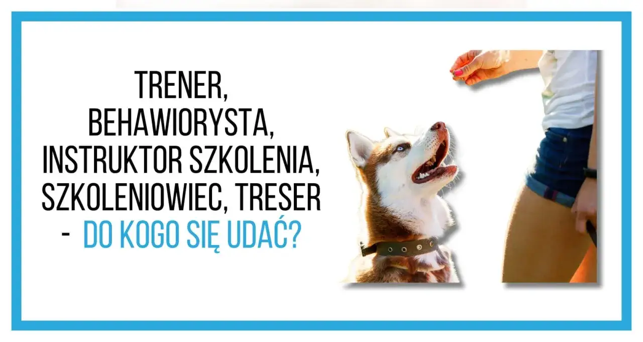 Jak się nazywa treser psów? Na zdjęciu pies rasy husky patrzy na dłoń z przysmakiem, obok tekst o specjalistach od psów.