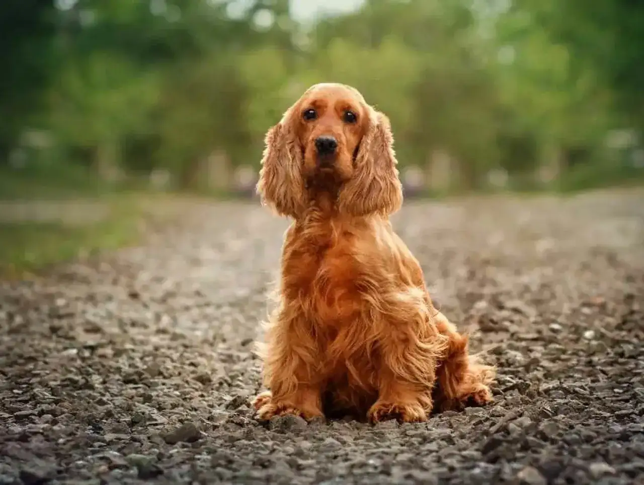Uroczy cocker spaniel o rudym futrze siedzi na kamienistej ścieżce, wpatrując się w obiektyw.