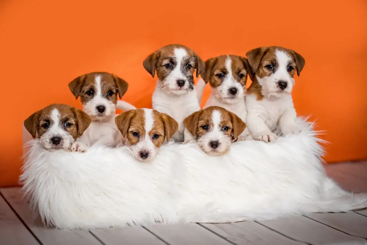 Sześć uroczych szczeniąt jack russell terrier z hodowli psów siedzi na białym futerku na pomarańczowym tle.