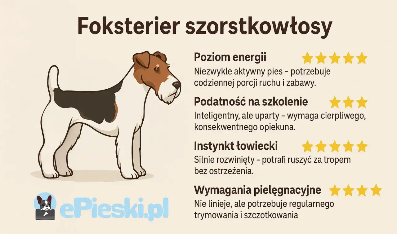 Ilustracja foksteriera szorstkowłosego, jednego z wielu ras psów, z opisem jego cech.