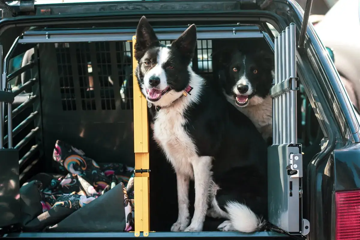 Dwa psy rasy border collie siedzą w klatce w samochodzie, gotowe na przygodę.