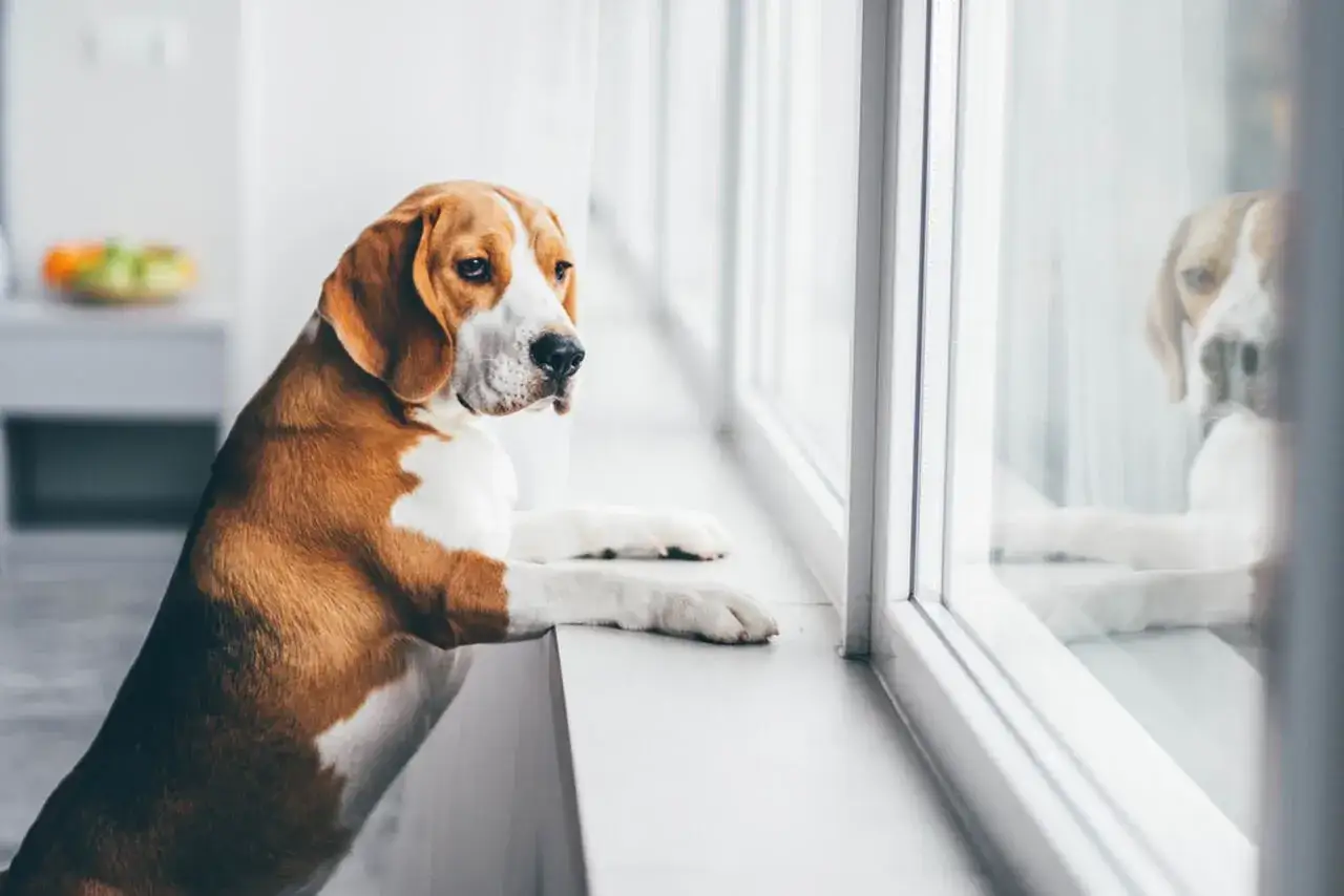 Smutny beagle z lękiem separacyjnym u psa wpatruje się przez okno, tęskniąc za swoim panem.