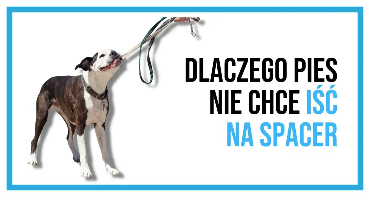 Pies się zapiera i nie chce iść na spacer, trzymając smycz w pysku. Tekst: