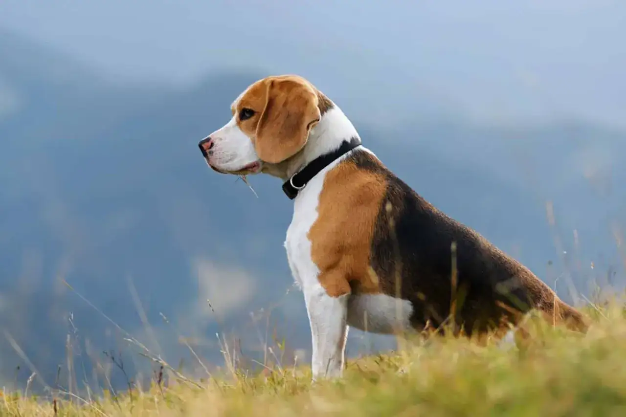 Beagle, jeden z najpopularniejszych psów do towarzystwa, siedzi na wzgórzu, obserwując krajobraz.