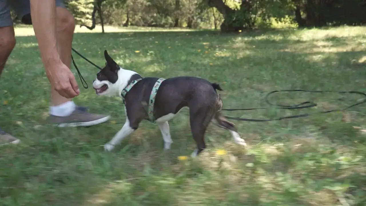 Trening przywołania psa na smyczy. Boston terrier biegnie do właściciela, który wyciąga rękę.