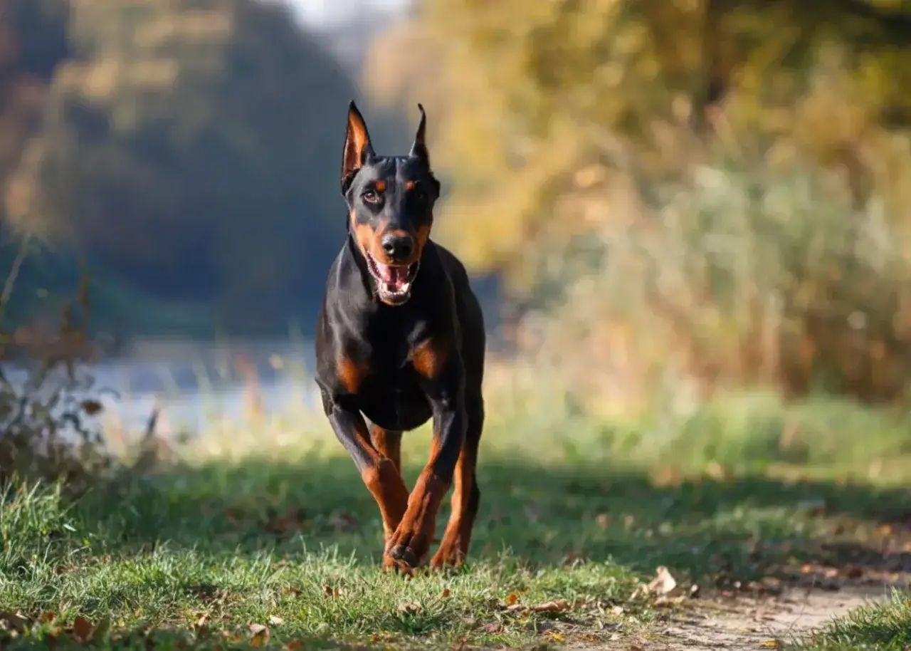 Doberman biegnie przez trawiasty teren. Czy doberman jest agresywny? Ten pies wygląda na energicznego, a nie groźnego.
