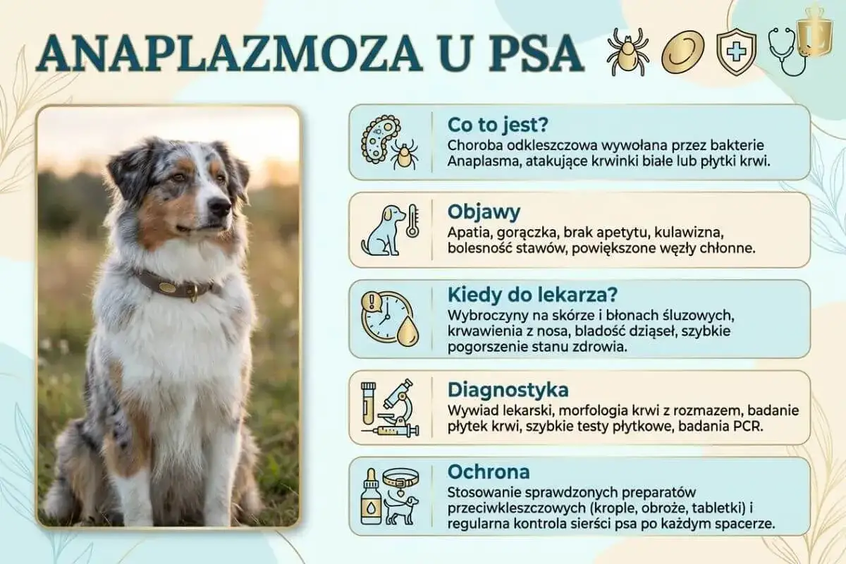 Pies z anaplazmozą: objawy, diagnostyka i ochrona. Choroba odkleszczowa atakuje krwinki.