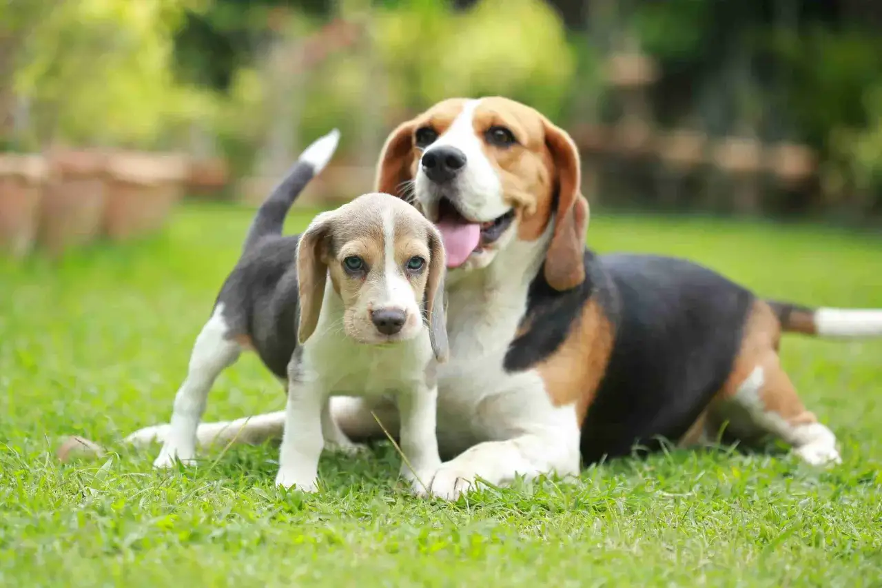 Dwa beagle na trawie. Młody szczeniak z niebieskimi oczami stoi przed dorosłym psem, który leży z językiem na zewnątrz. Nie ma obaw, czy pies pogryzie szczeniaka, wyglądają na przyjaciół.
