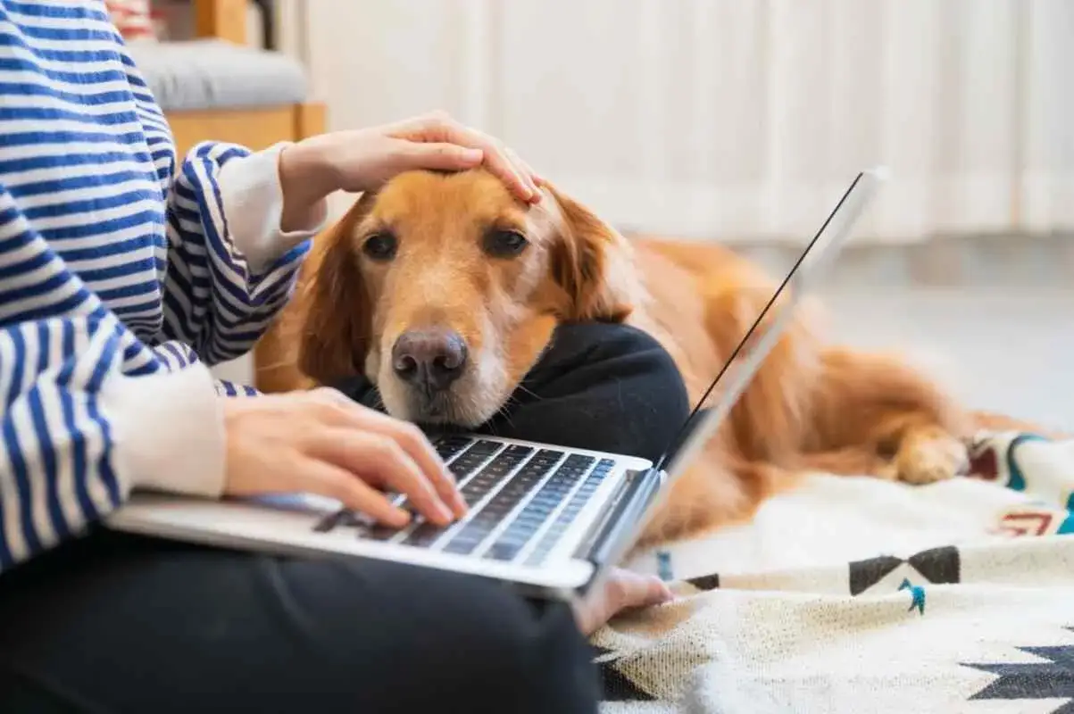 Złoty retriever leży na kolanach, głowa na poduszce, podczas gdy jego właściciel pisze na laptopie. Kupiłam psa i żałuję, że nie mam więcej czasu na takie chwile.