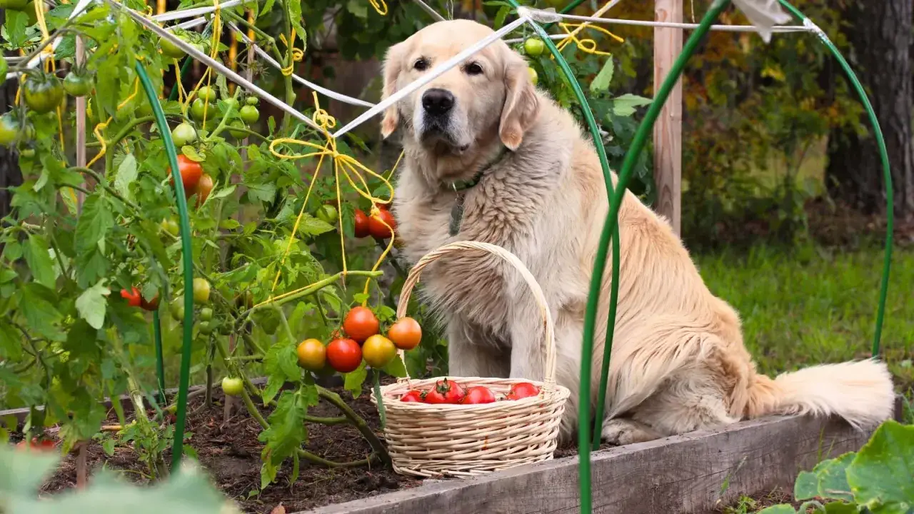 Złoty retriever pilnuje koszyka z pomidorami w ogrodzie. Czy pies może jeść pomidory? Ten słodziak wygląda, jakby miał ochotę spróbować.
