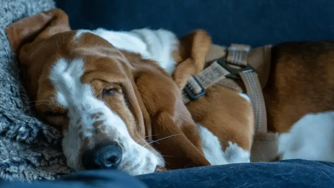 Śpiący basset z długimi uszami, ubrany w szelki, budzi się w nocy na siku.