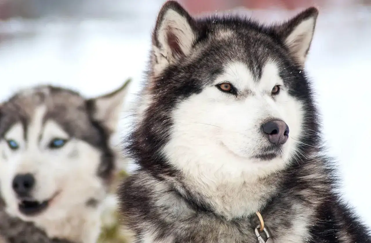 Dwa husky na śniegu. Jeden ma bursztynowy kolor oczu, drugi niebieskie.