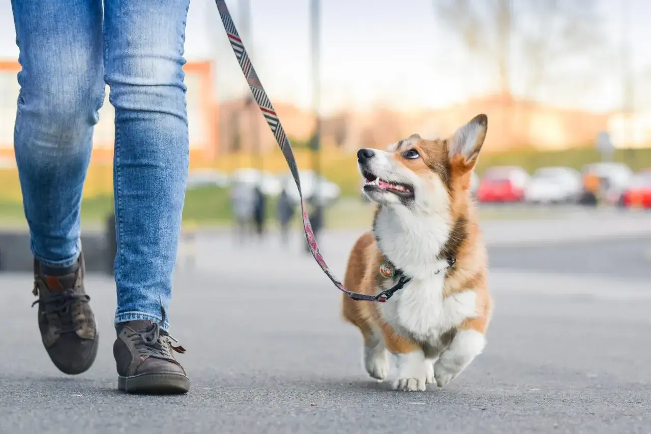 Szczęśliwy corgi uczy się jak nauczyć psa chodzić na smyczy, z radością podąża za swoim panem.