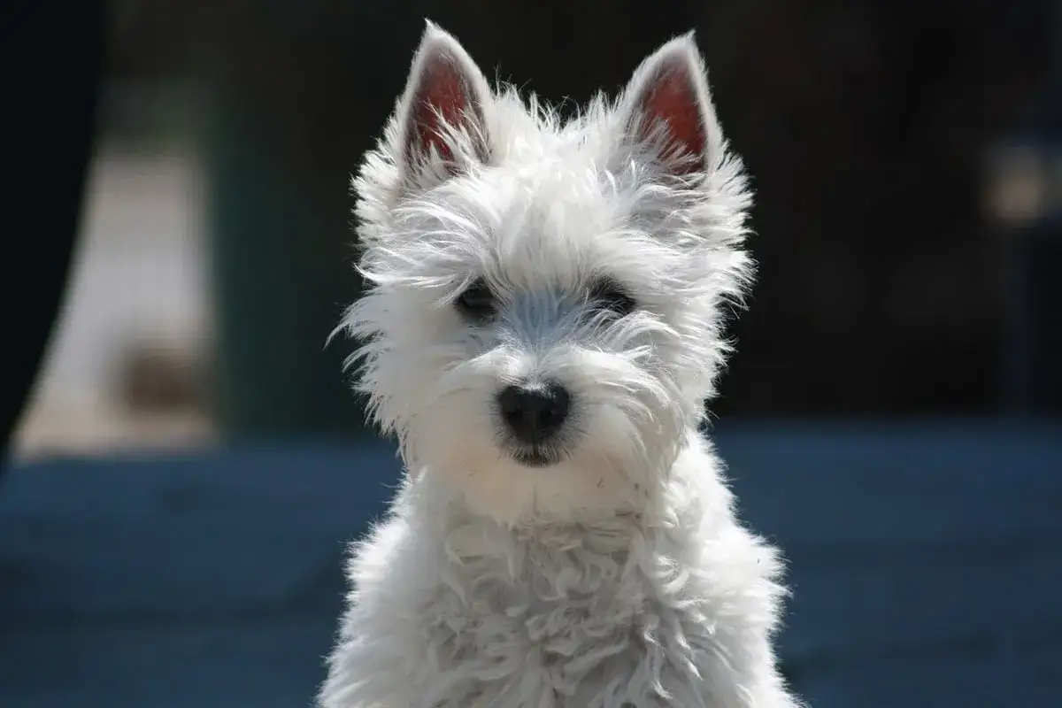Uroczy west highland white terrier z puszystym futrem i bystrymi oczami spogląda prosto w obiektyw.