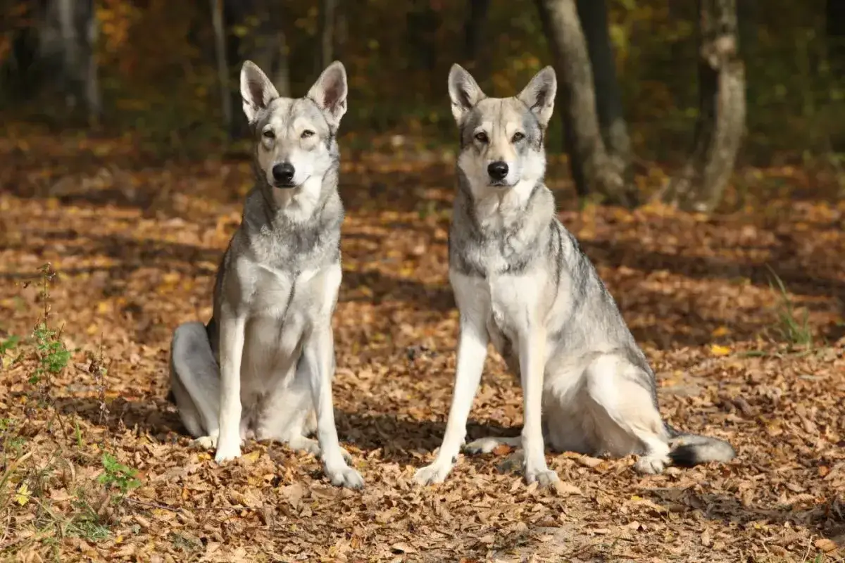 Dwa wilki, podobne do psów, siedzą na jesiennych liściach w lesie.