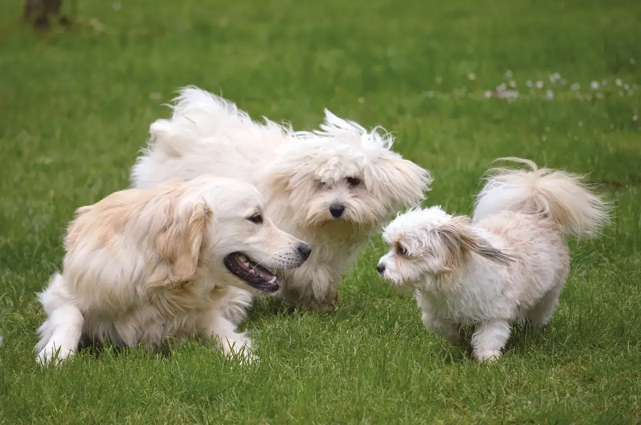 Złoty retriever leży na trawie, a dwa małe, puszyste psy kładą się na widok innego psa, obserwując go z zaciekawieniem.