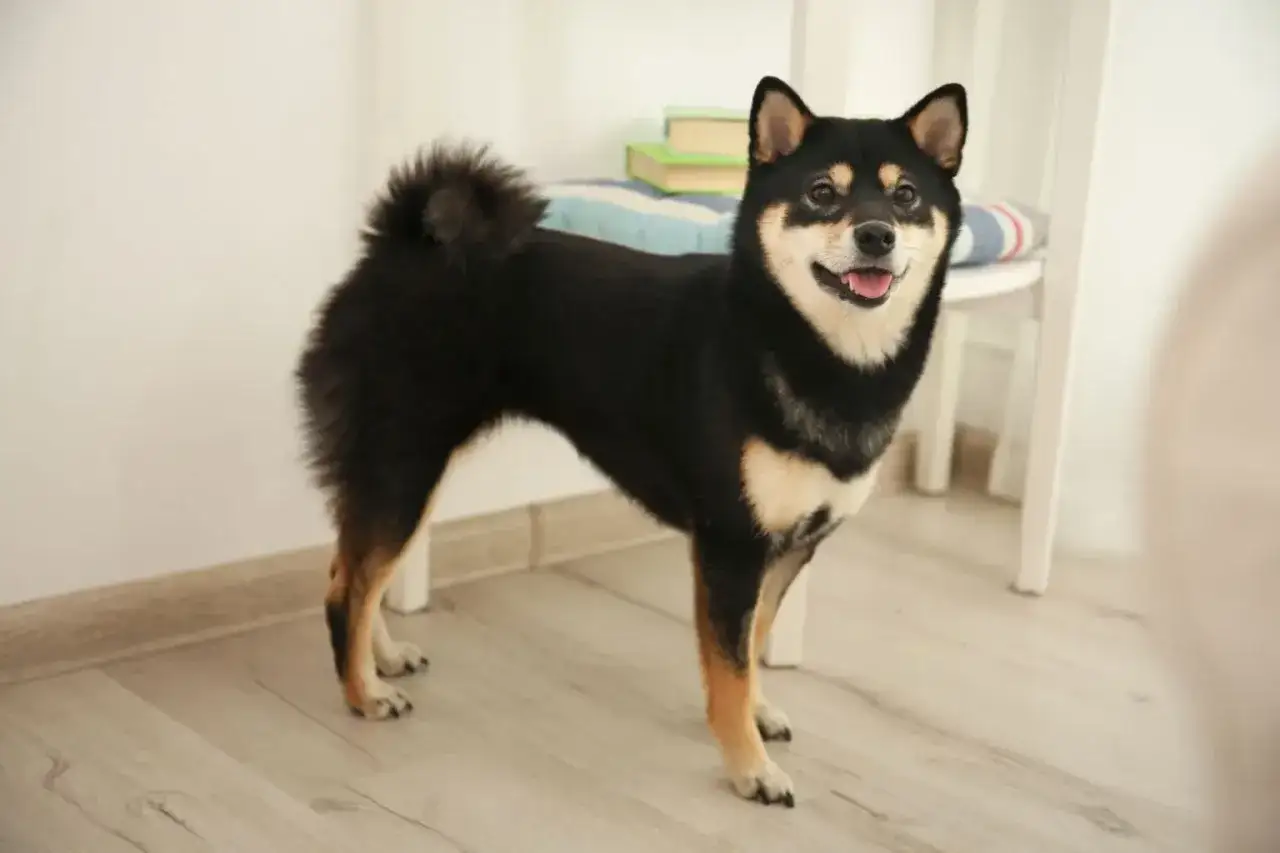 Uśmiechnięty shiba inu czarny z puszystym ogonem stoi na drewnianej podłodze.