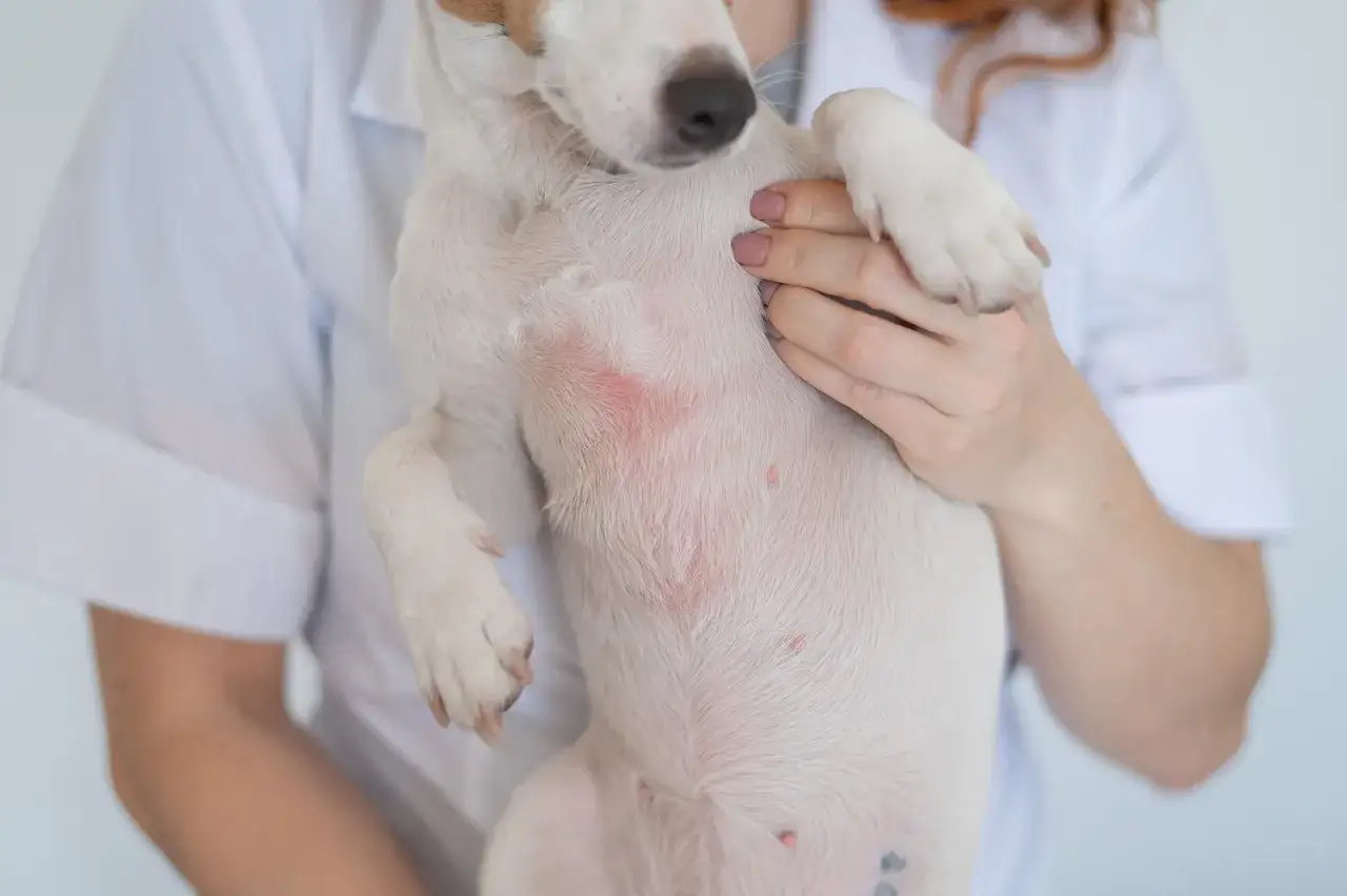Weterynarz bada brzuch psa, na którym widać zaczerwienienia i drobne krostki, mogące świadczyć o łupieżu lub alergii.