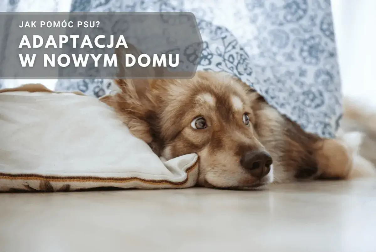 Smutny pies ze schroniska, który ma problemy z adaptacją w nowym domu, leży pod kocem.