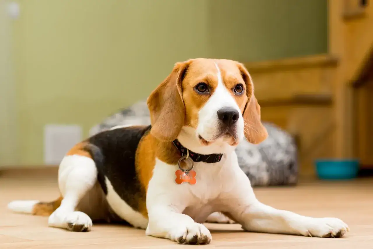 Uroczy beagle piesek leży na podłodze, z zaciekawieniem patrząc w bok. Ma na szyi obrożę z zawieszką w kształcie kostki.