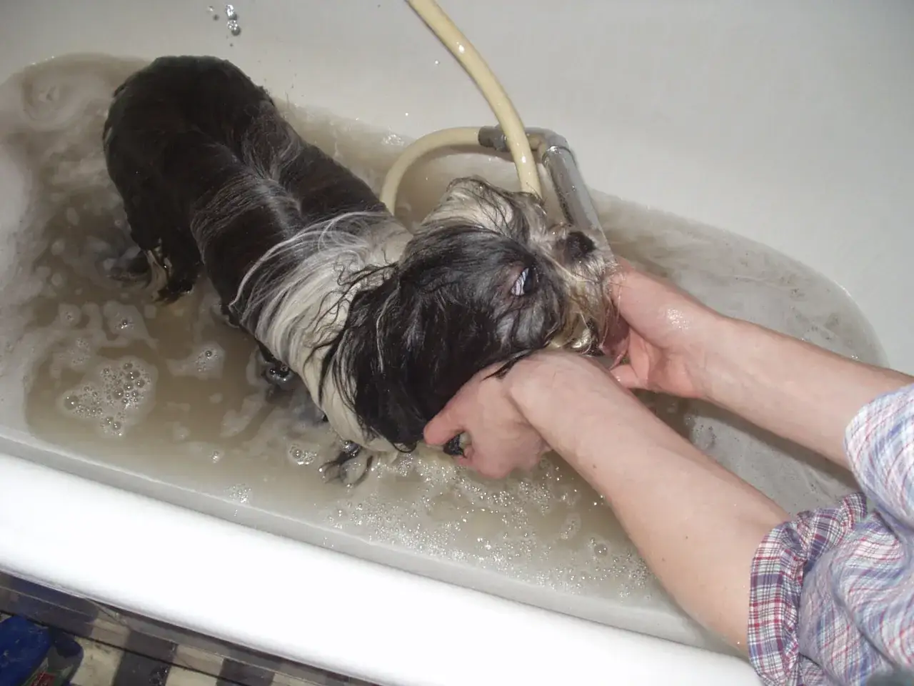 Kąpiel shih tzu w wannie. Dwie ręce delikatnie myją psu pyszczek w spienionej wodzie.