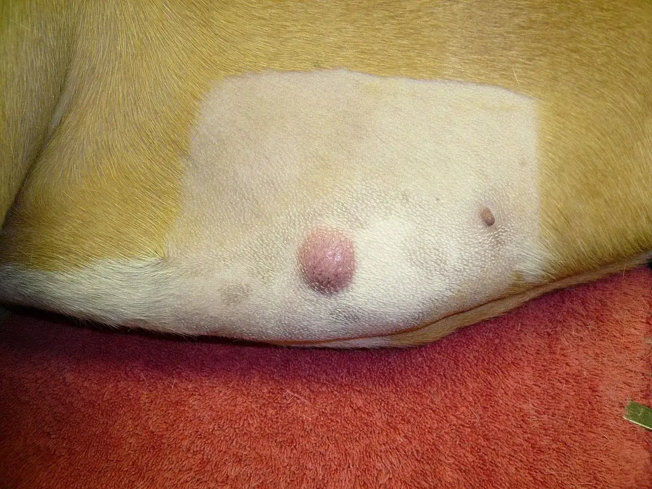 Widoczny mastocytoma u psa, r&oacute;żowy guzek na sk&oacute;rze. Obok mniejsza zmiana.