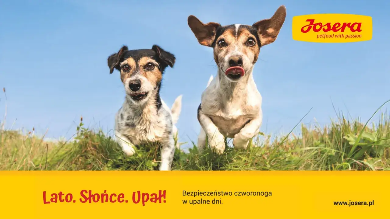 Dwa radosne psy biegają po trawie w słoneczny, upalny dzień. Josera dba o bezpieczeństwo czworonoga w upalne dni.