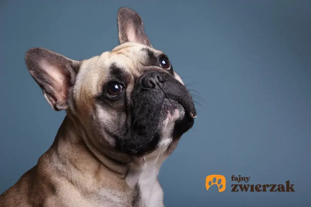 Uroczy buldog francuski z zaciekawieniem patrzy w górę. Jego waga jest idealna, by być przytulnym towarzyszem.
