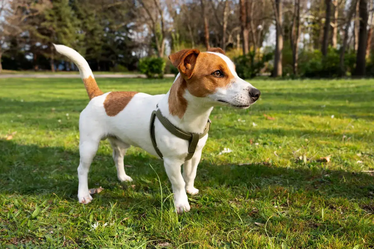 Jack Russell terrier krótkowłosy w zielonej obroży stoi na trawie w parku, gotowy do zabawy.