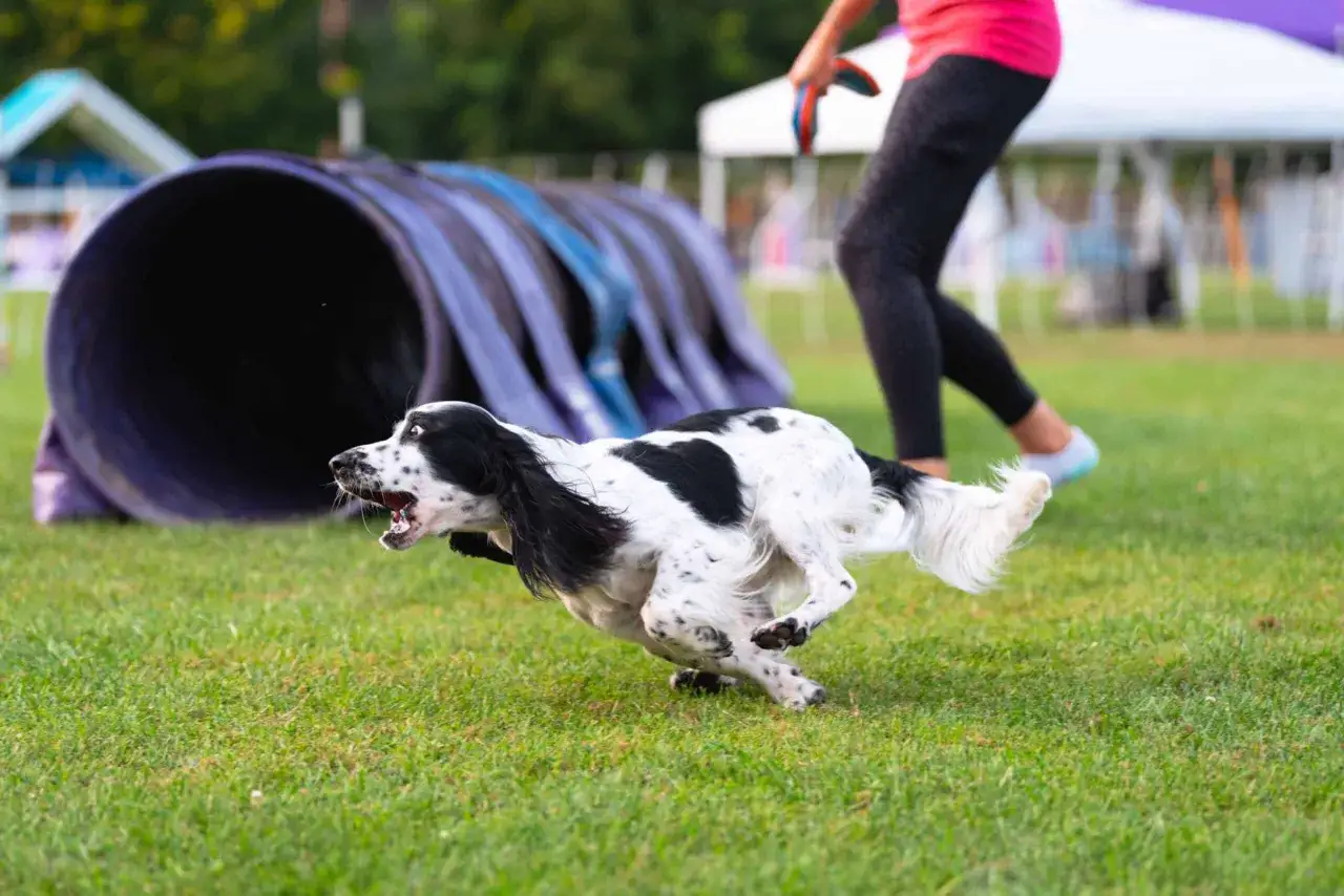 Pies rasy springer spaniel angielski w akcji podczas psich sportów, biegnie obok tunelu agility.