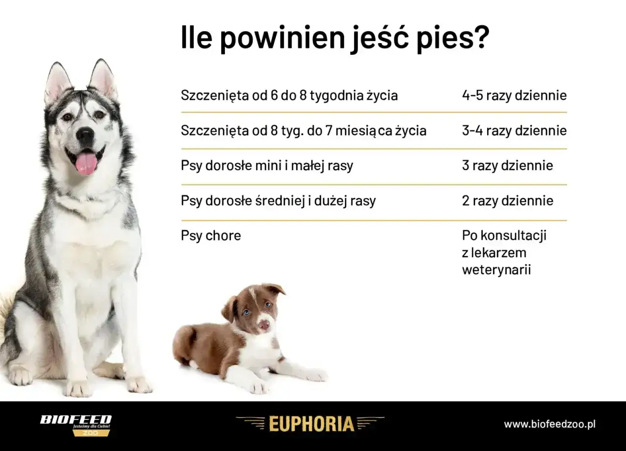 Tabela: ile powinien jeść szczeniak i dorosły pies. Podano częstotliwość karmienia dla szczeniąt i psów różnych ras.