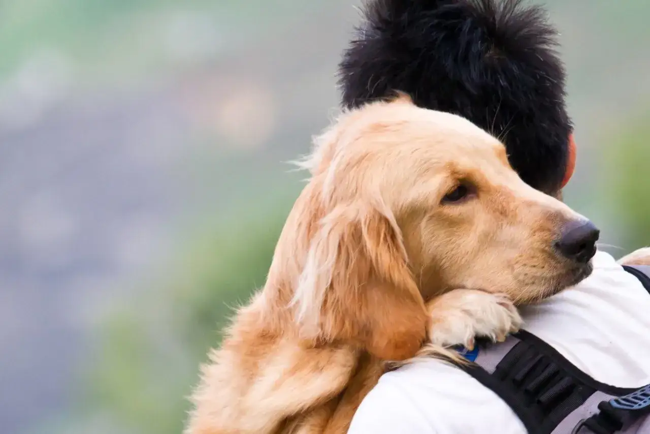 Złoty retriever wtulony w ramię człowieka, m&oacute;j pies zachowuje się jakby coś widział, wpatrując się w dal.